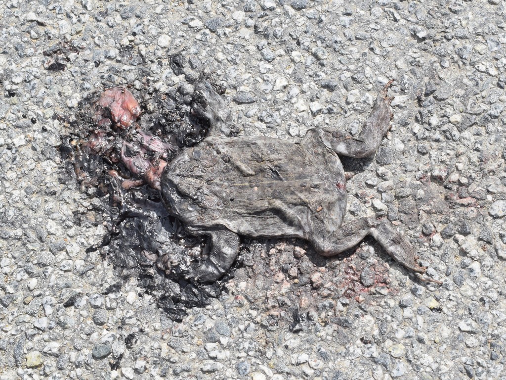 large.jpeg?1554774628