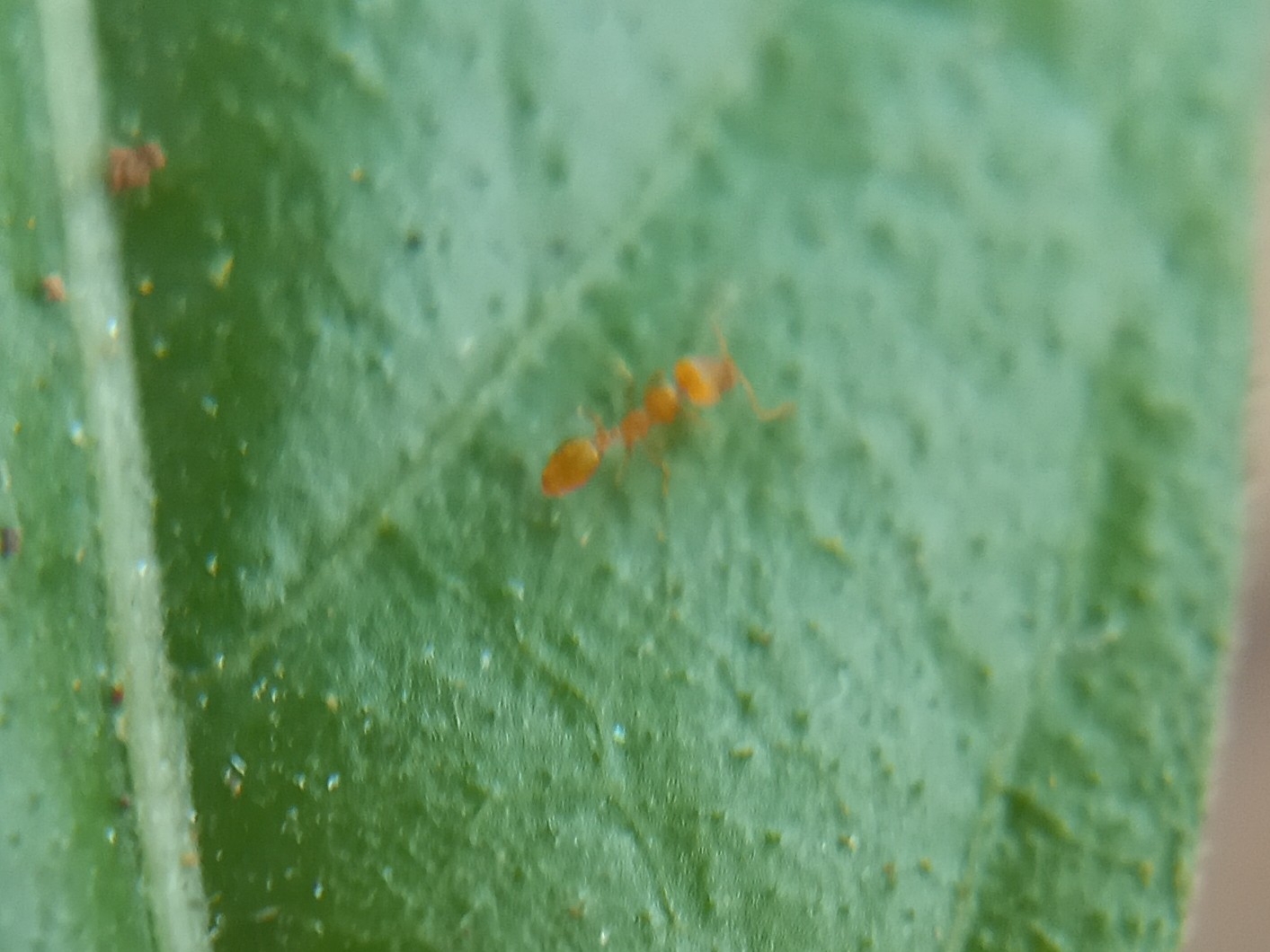 Monomorium sagei