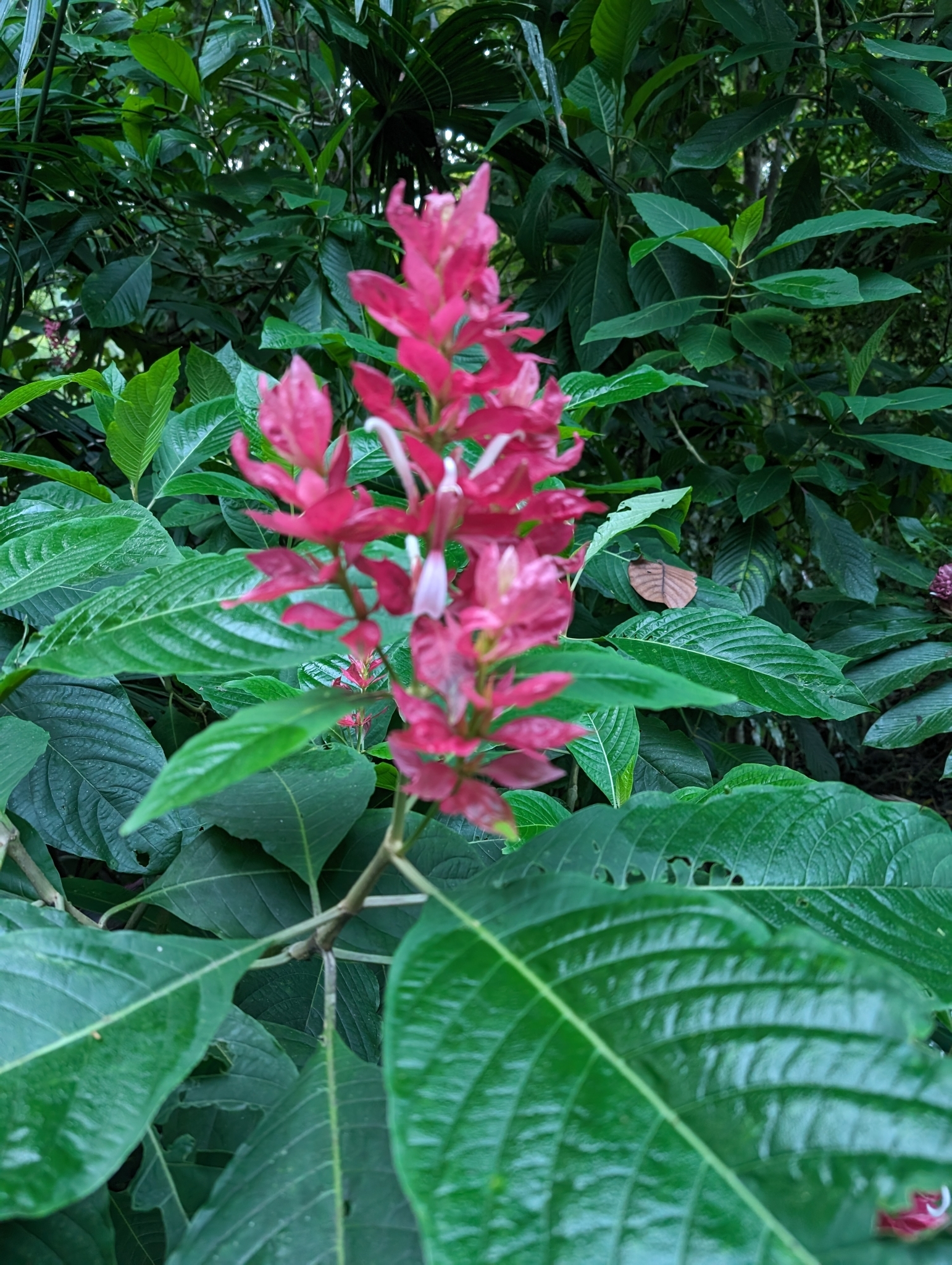 Imagem de Camarão-vermelho