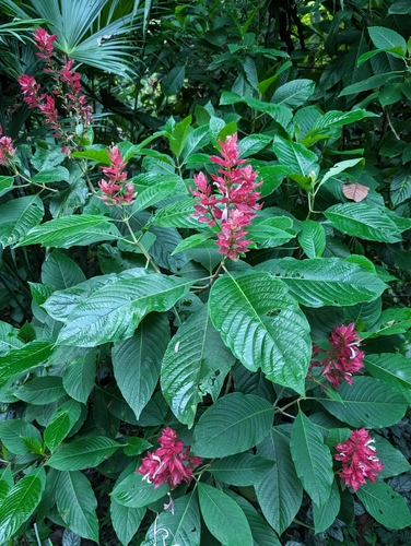 Foto de Camarão-vermelho