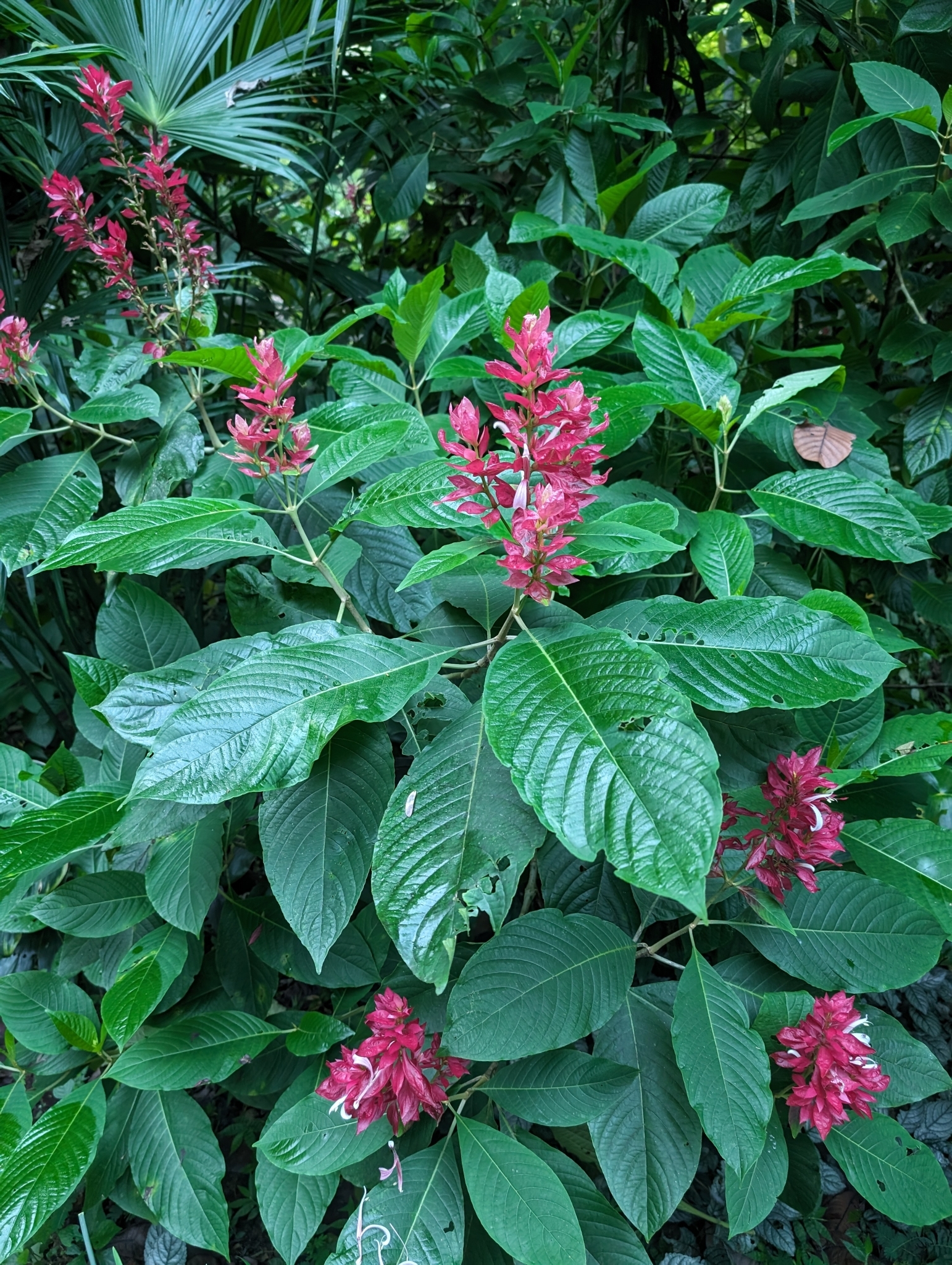 Imagem de Camarão-vermelho