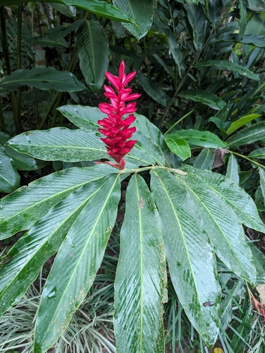 Foto de Gengibre-vermelho