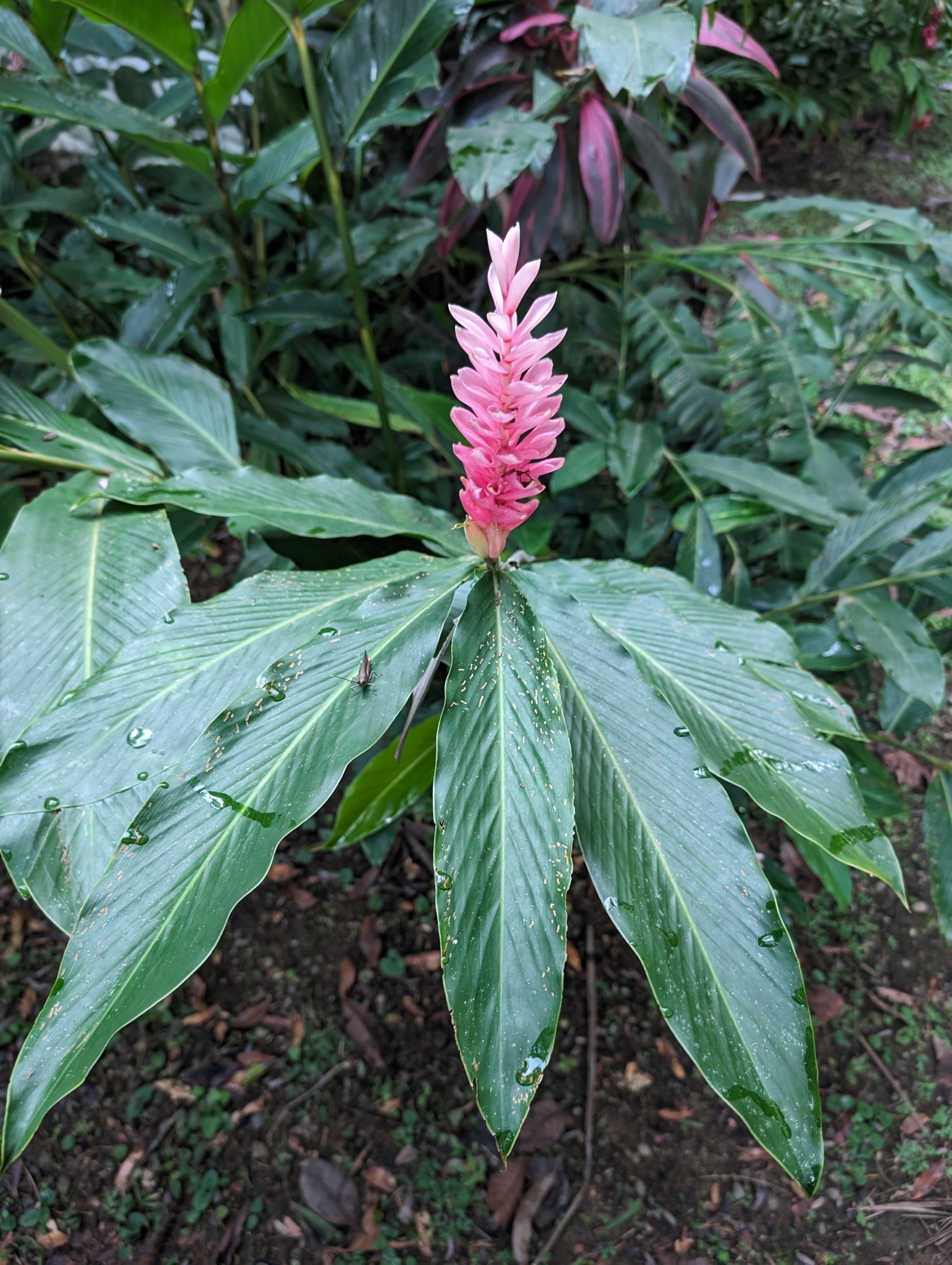Imagem de Gengibre-vermelho