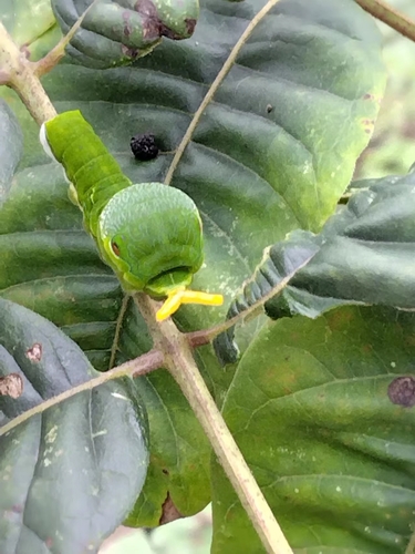 Chinese Yellow Swallowtail