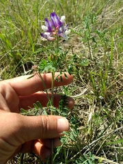 Astragalus lindheimeri