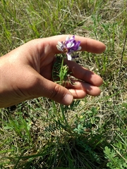 Astragalus lindheimeri