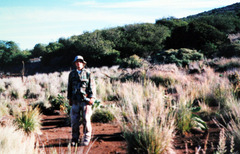 Sophora chrysophylla