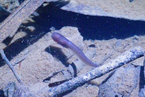 Hasselt's sheatfish (Silurichthys hasseltii) — Siluridae — 5