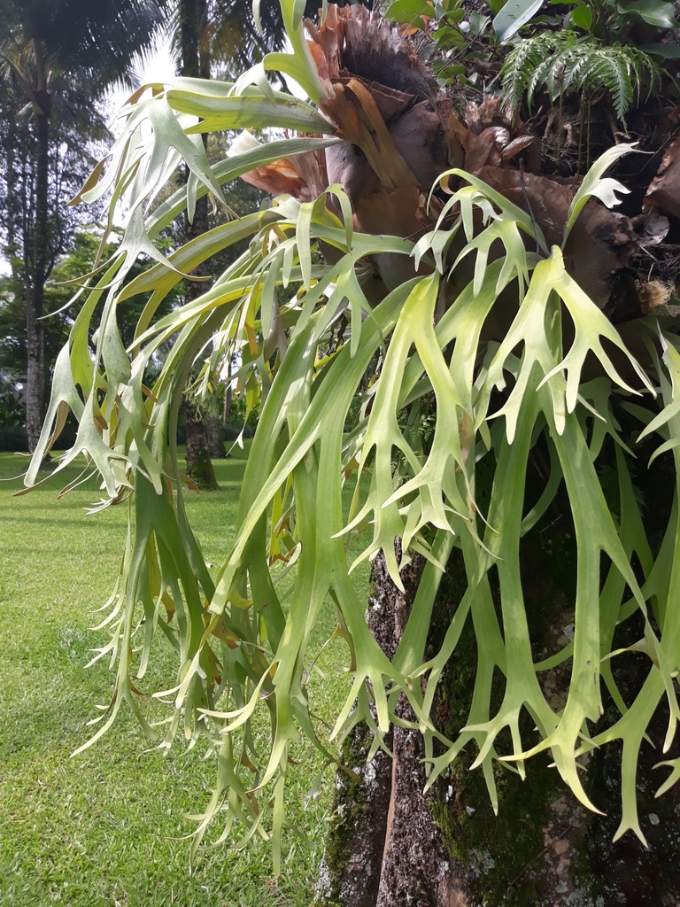 staghorn ferns from Gianyar, ID-BA, ID on April 09, 2019 at 10:00 AM by ...