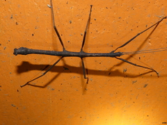 Libethra