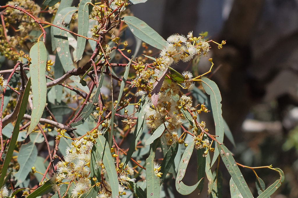 river redgum from Worlds End SA 5381, Australia on December 30, 2023 at ...