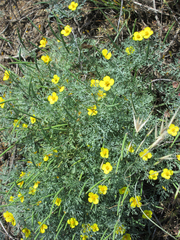 Eschscholzia ramosa
