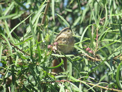 Phacellodomus striaticollis
