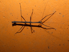 Libethra