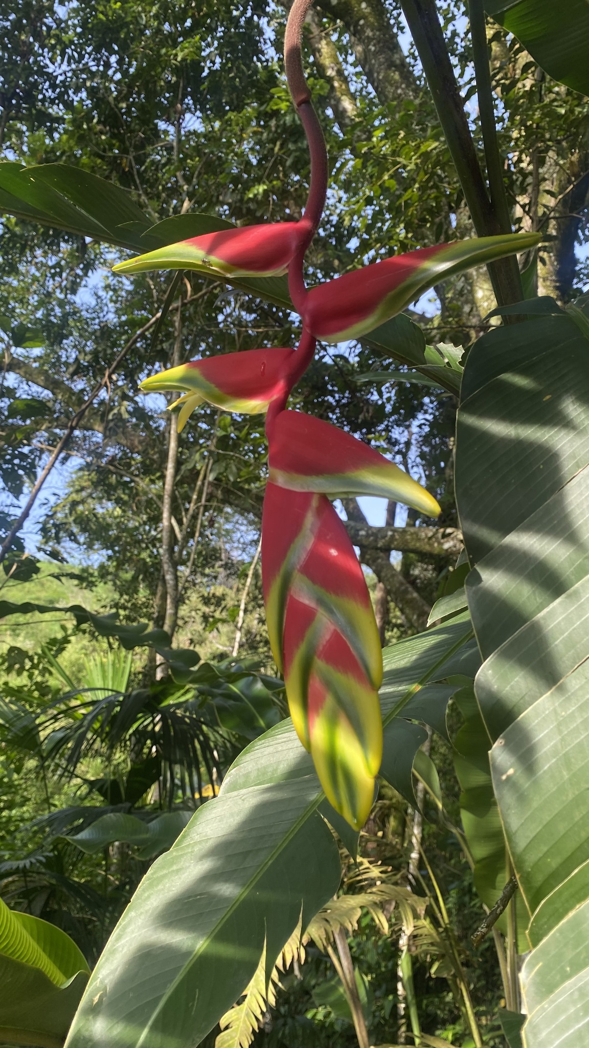 Imagem de Bananeira-de-jardim