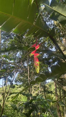 Foto de Bananeira-de-jardim