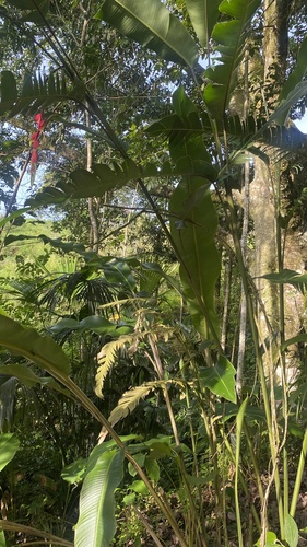 Foto de Bananeira-de-jardim