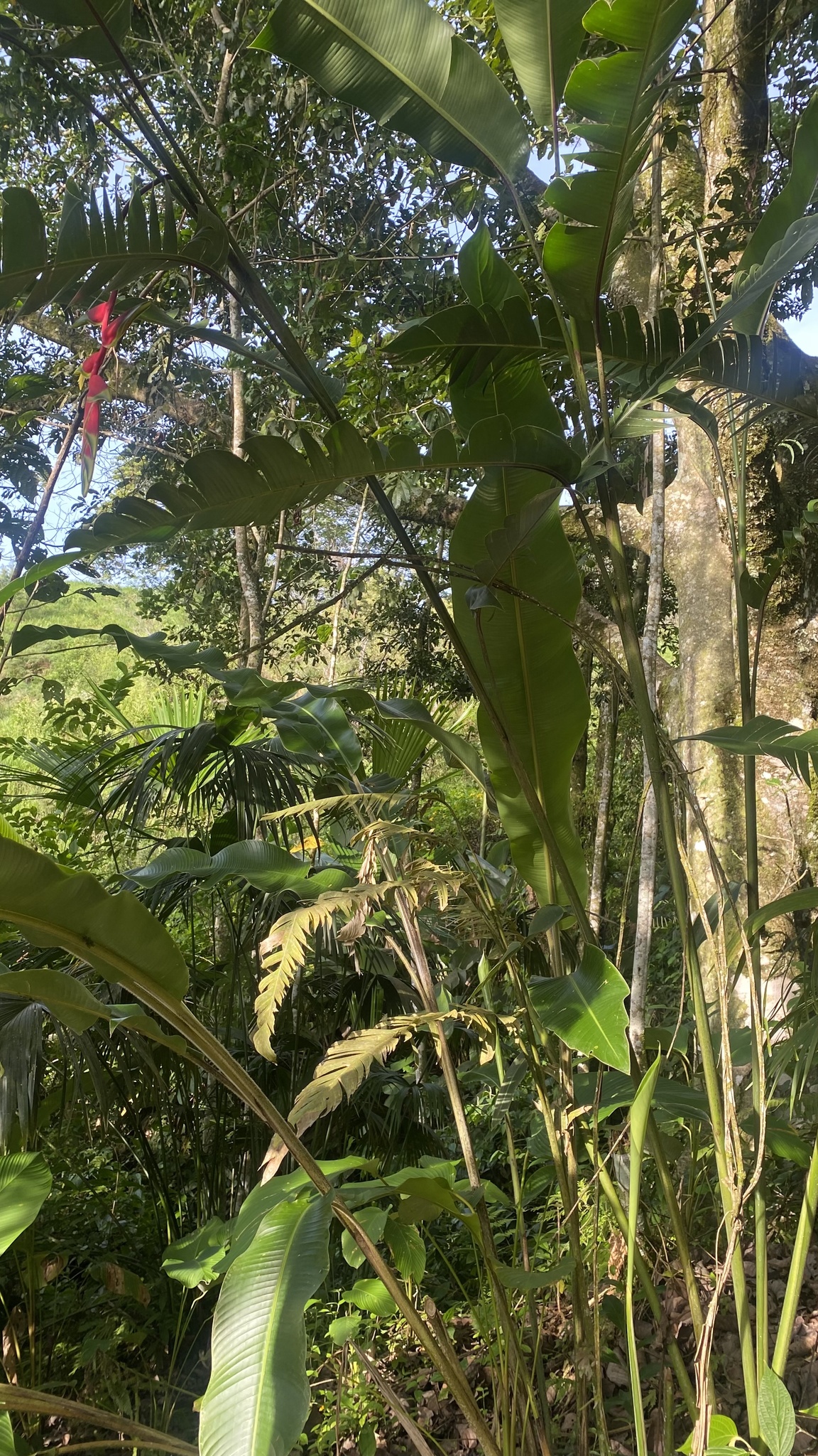 Imagem de Bananeira-de-jardim