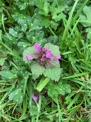 Lamium purpureum purpureum