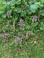 Lamium purpureum purpureum