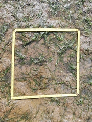 Zostera muelleri