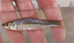 Topmouth Gudgeon photo 3