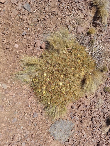 Maihueniopsis atacamensis