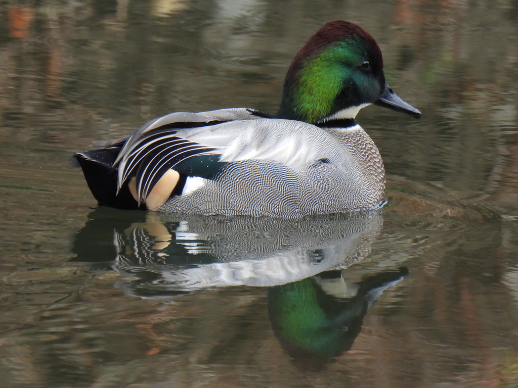 Falcated Duck In January 2024 By Jitensha2021 INaturalist   Large 