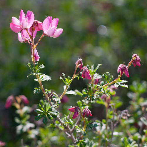 Shrubby restharrow (Ononis fruticosa)