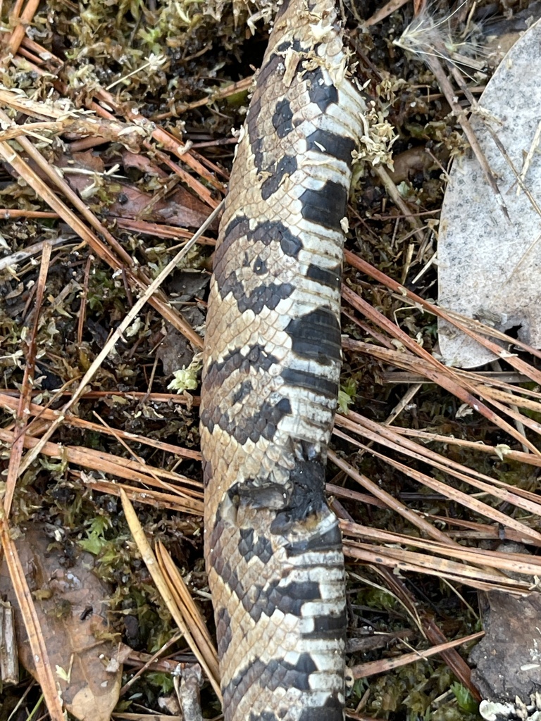 Florida × Northern Cottonmouth from Stephen C. Foster State Park ...