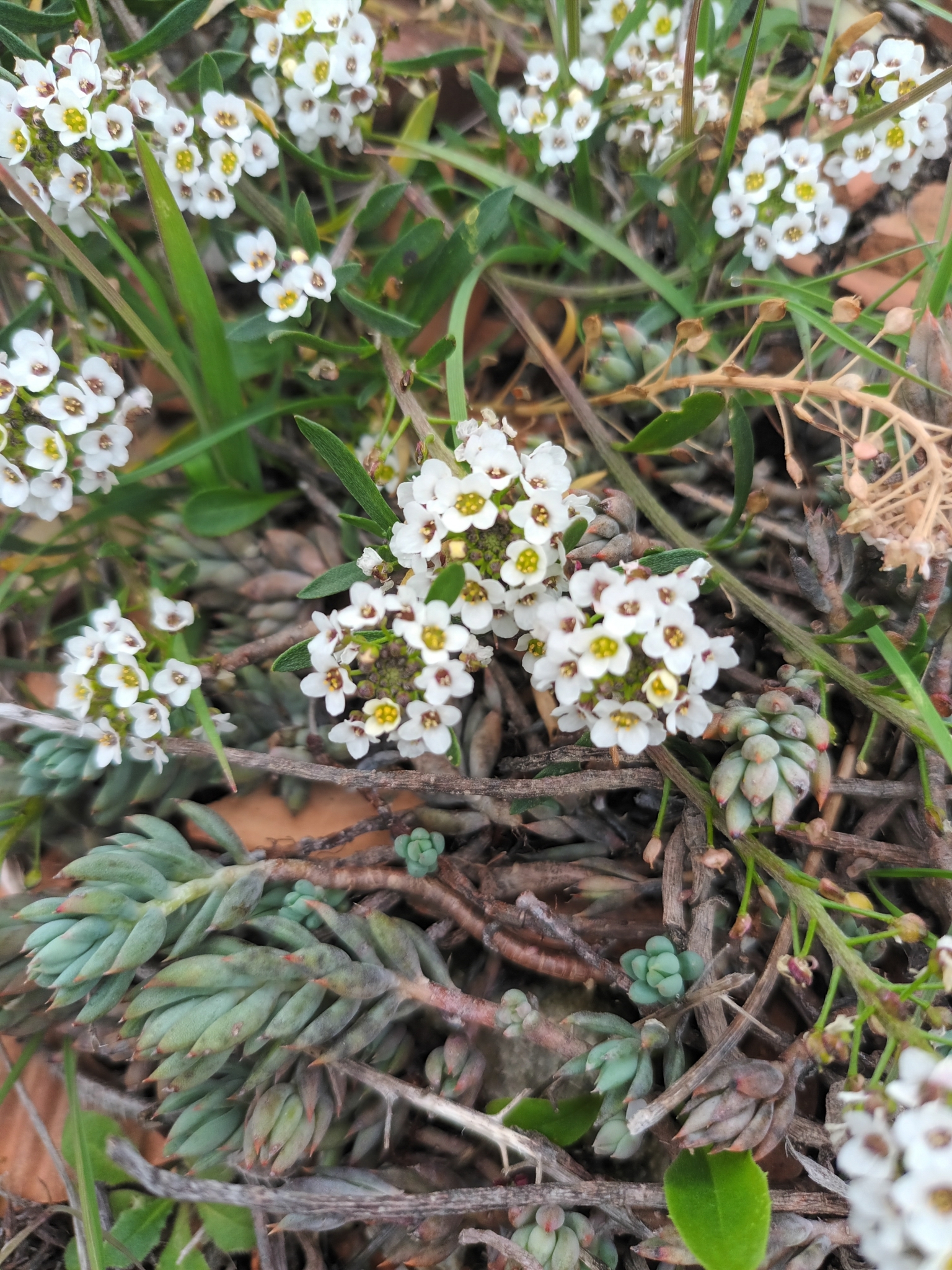 Imagem de Alyssum