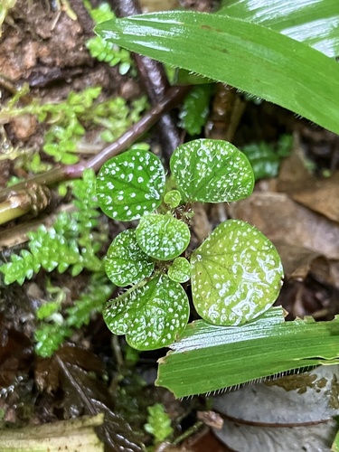 Foto de Planta-pintada
