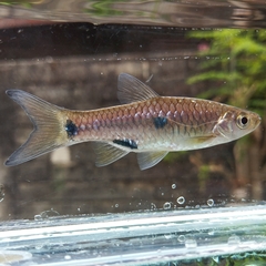 Elegant Rasbora photo 2