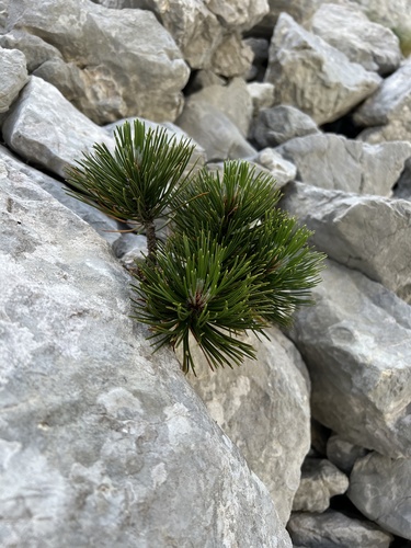 Bosnian pine