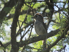 Thamnophilus ruficapillus