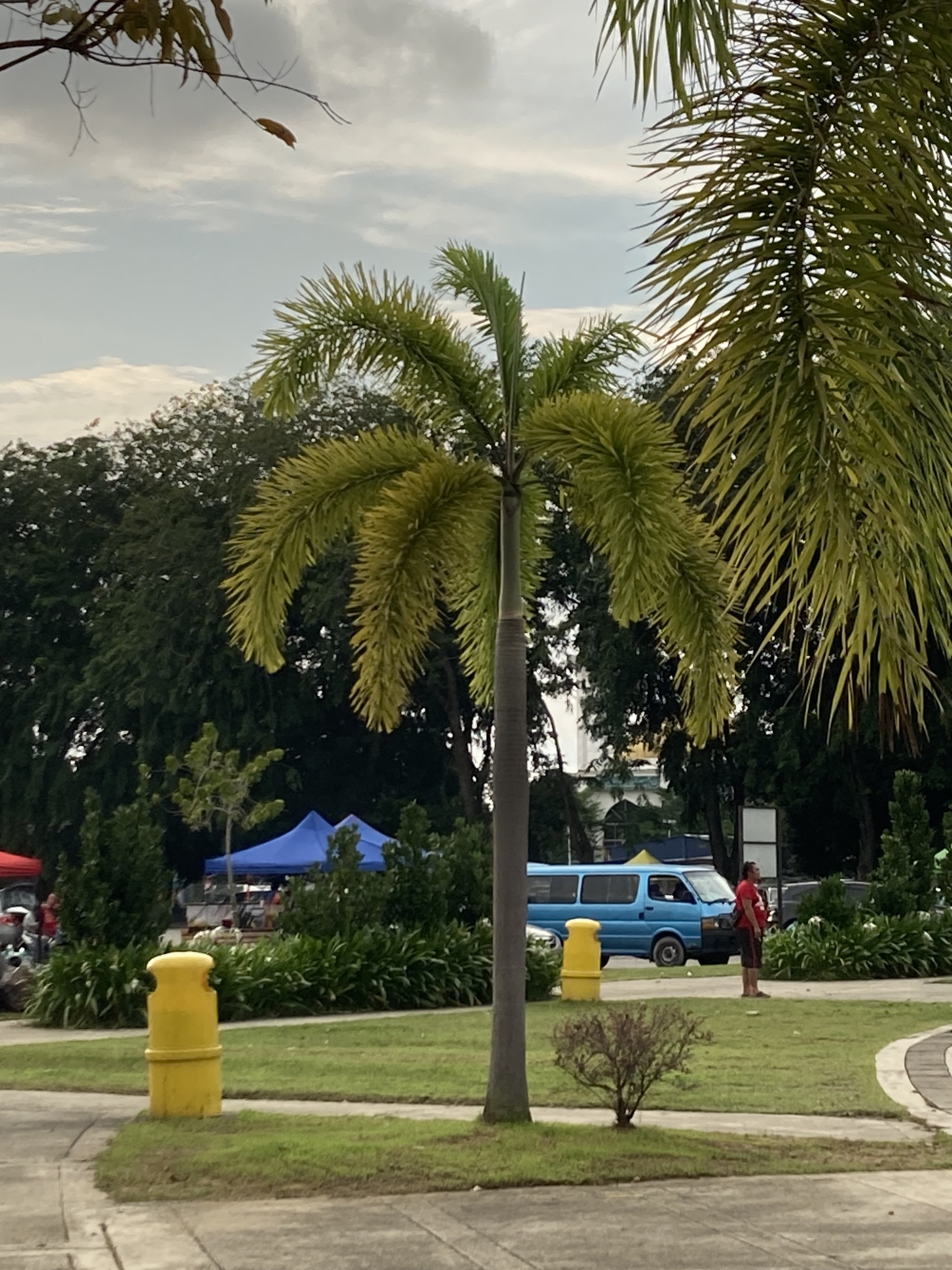 Imagem de Palmeira-leque-australiana