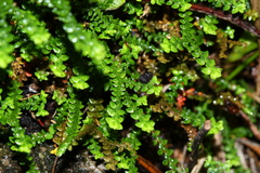 Selaginella rossii