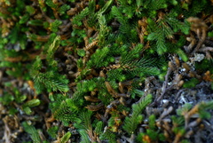 Selaginella sibirica