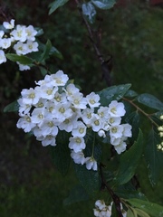 Francoaceae