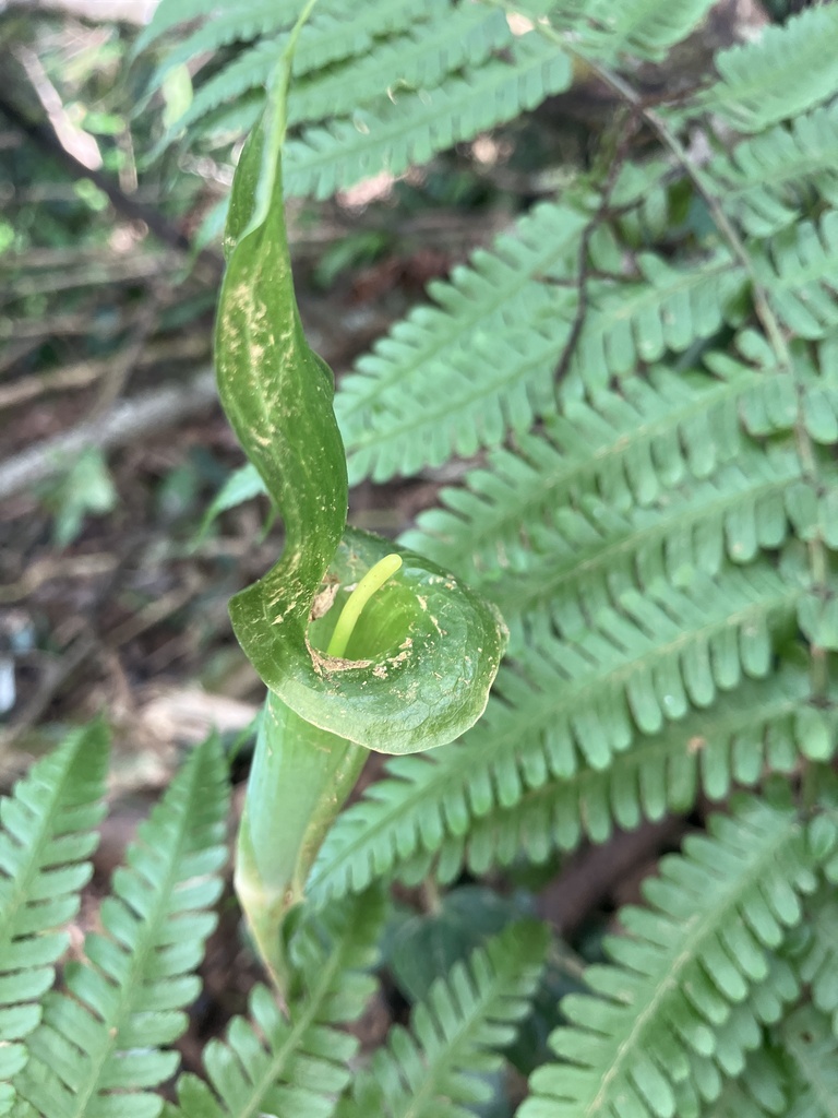 Arisaema langbiangense (Arisaema langbiangense)