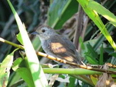 Thamnophilus ruficapillus