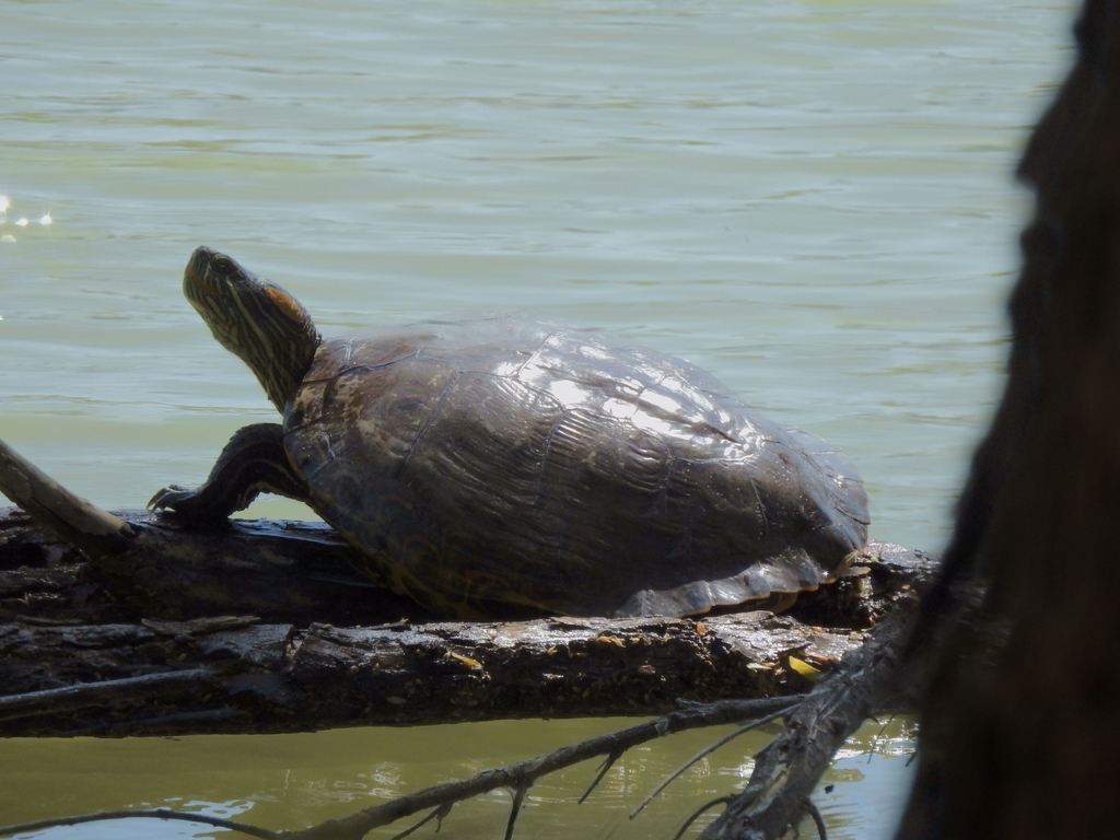 Big Bend Slider
