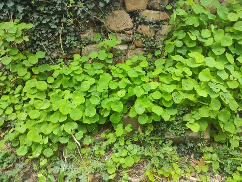 Foto de Chaguinha