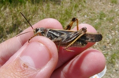 Pardalophora apiculata