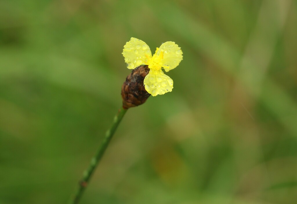 Xyris gerrardii