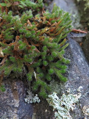 Selaginella sibirica