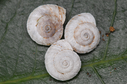 Catalina Mountain Snail