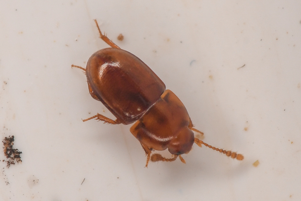 Pinodytes gibbosus