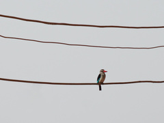 Halcyon senegalensis
