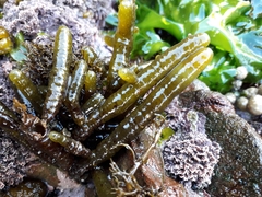 Splachnidium rugosum